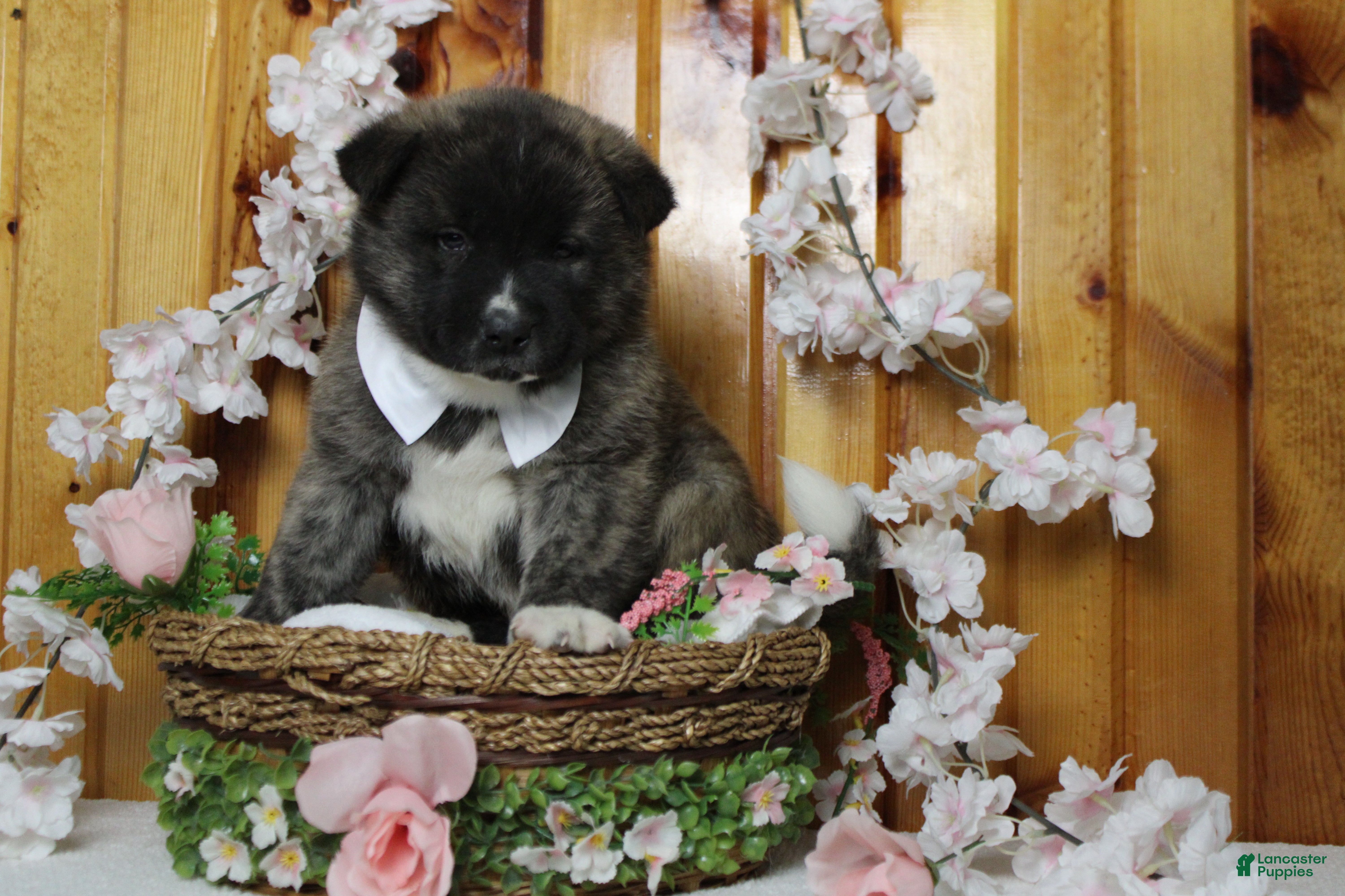 Akita dogs Macintosh - Ad 19