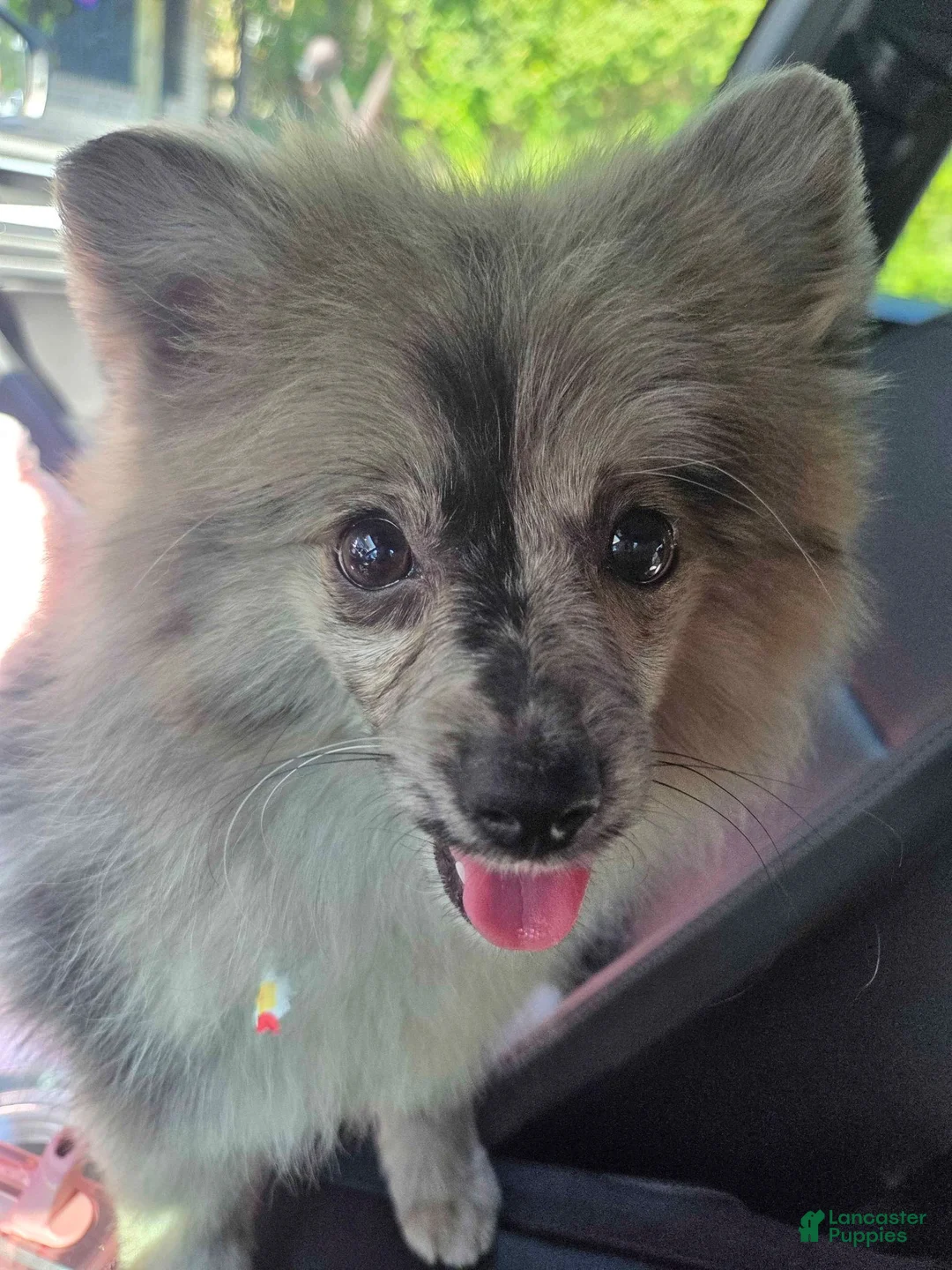 Pomeranian dogs for sale: Fancy - Ad 5