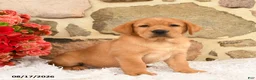 Labrador Retriever dogs for sale: Gobo - Ad 1