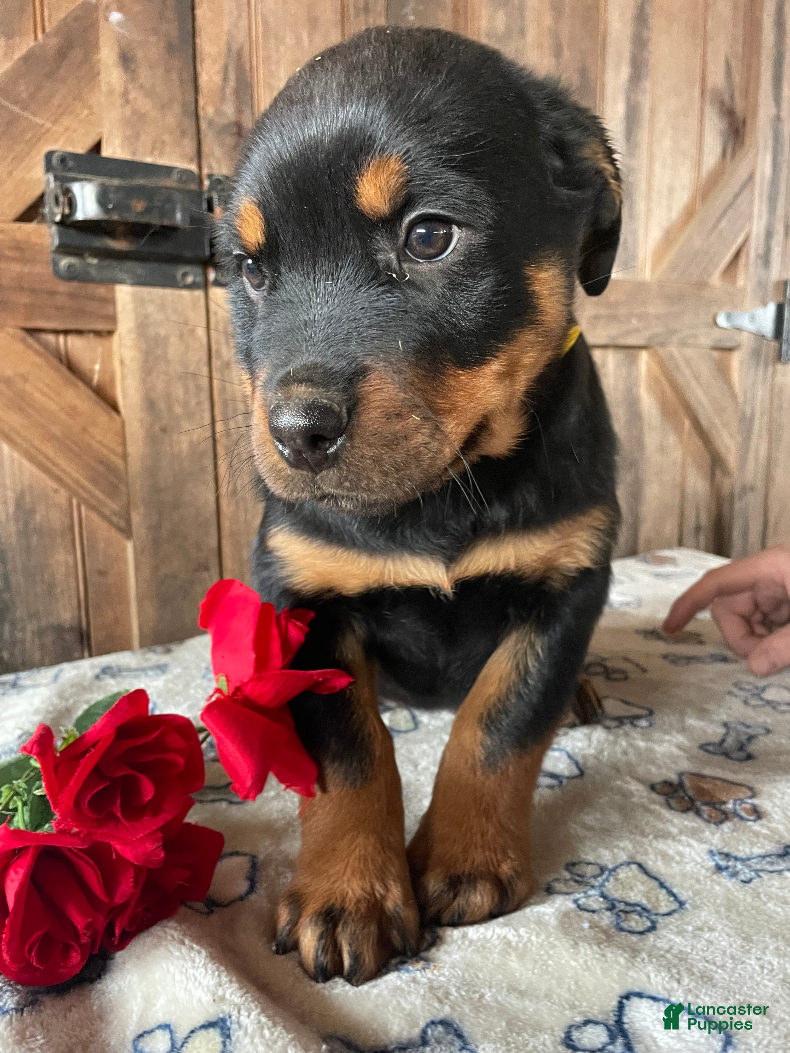 Rottweiler dogs Otto - Ad 35