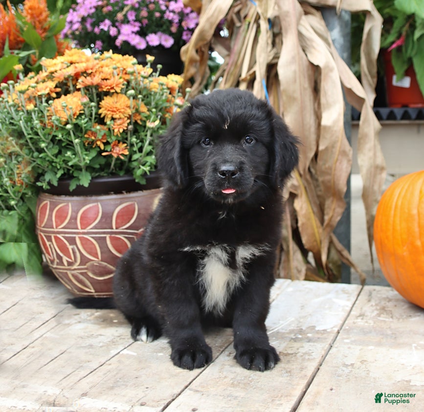 Newfoundland dogs Rayna - Ad 1