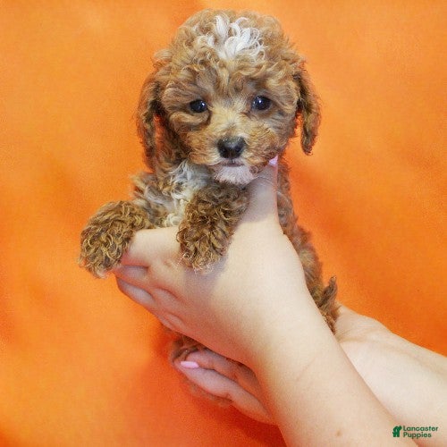 Toy Poodle dogs Peanut - Ad 1