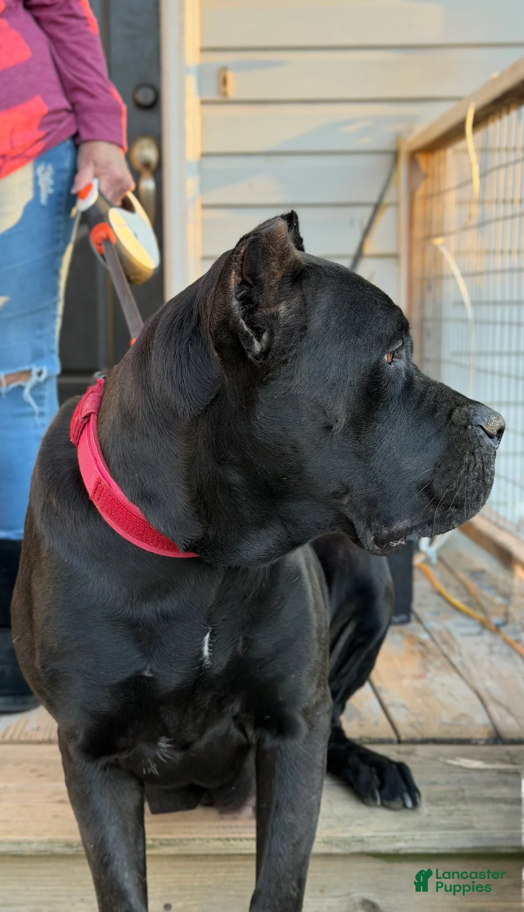 Cane Corso dogs for sale: Cane Corso Puppy 1 - Ad 10