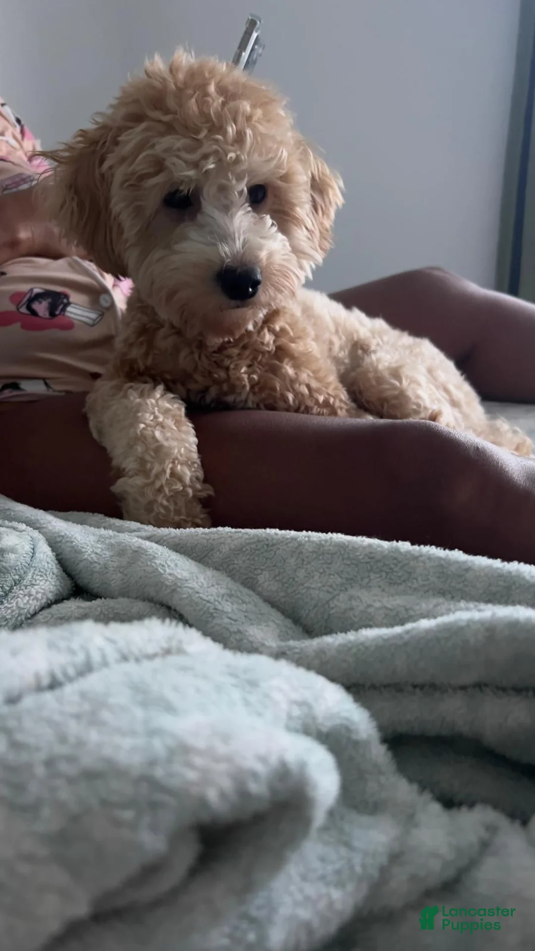 Yorkiepoo dogs for sale: Yorkiepoo Puppy 4 - Ad 2