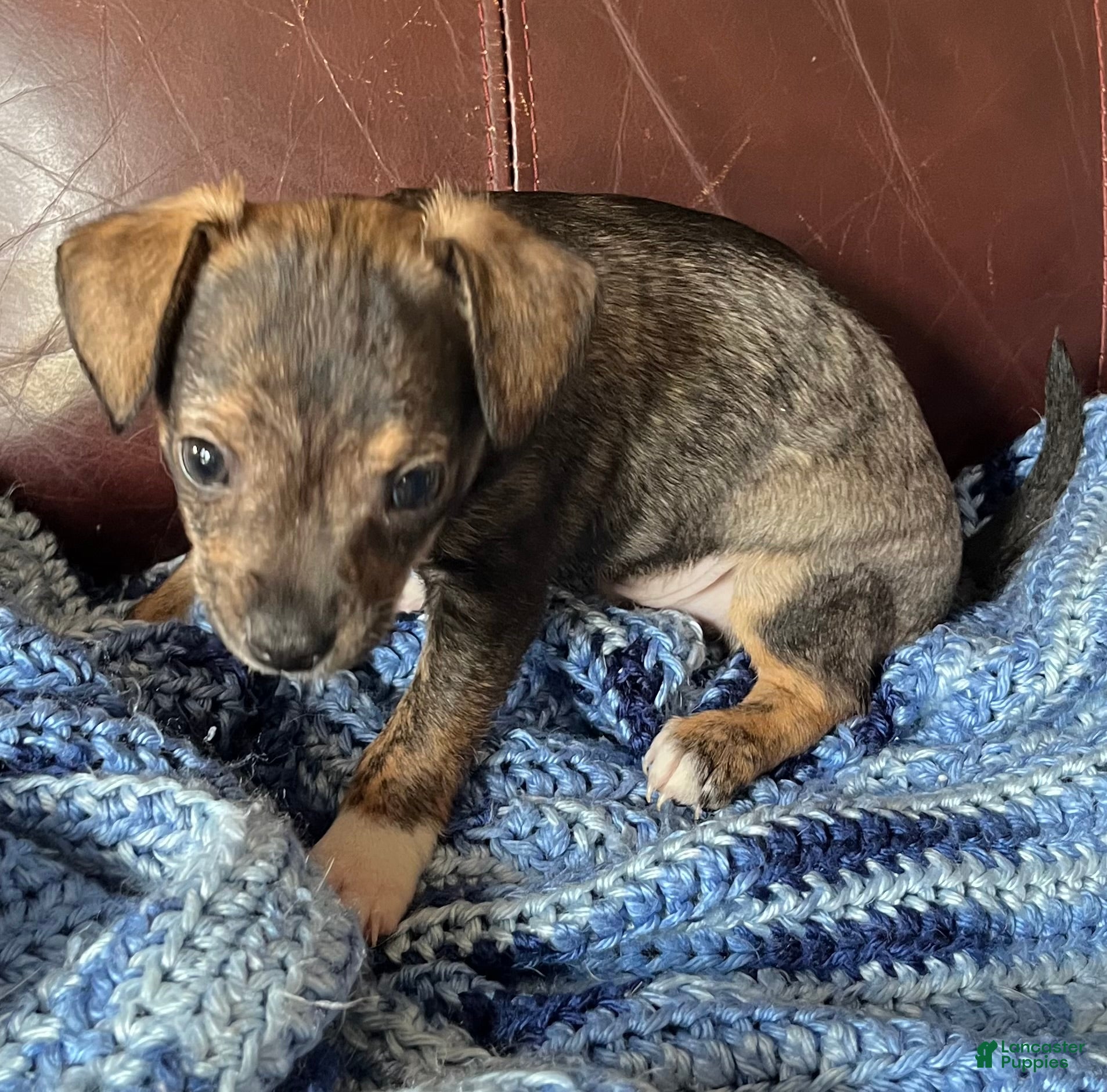 Chiweenie