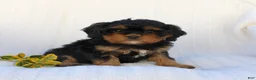 Cavapoo dogs for sale: Lexi - Ad 9