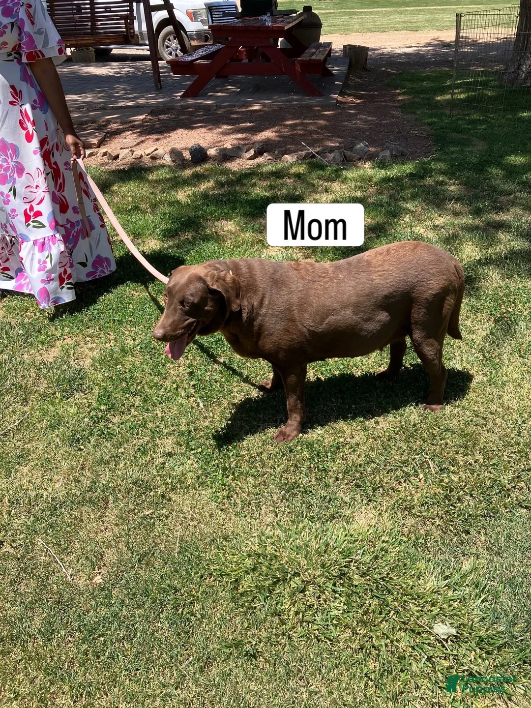 Labrador Retriever dogs for sale: Labrador Retriever 4 - Ad 2