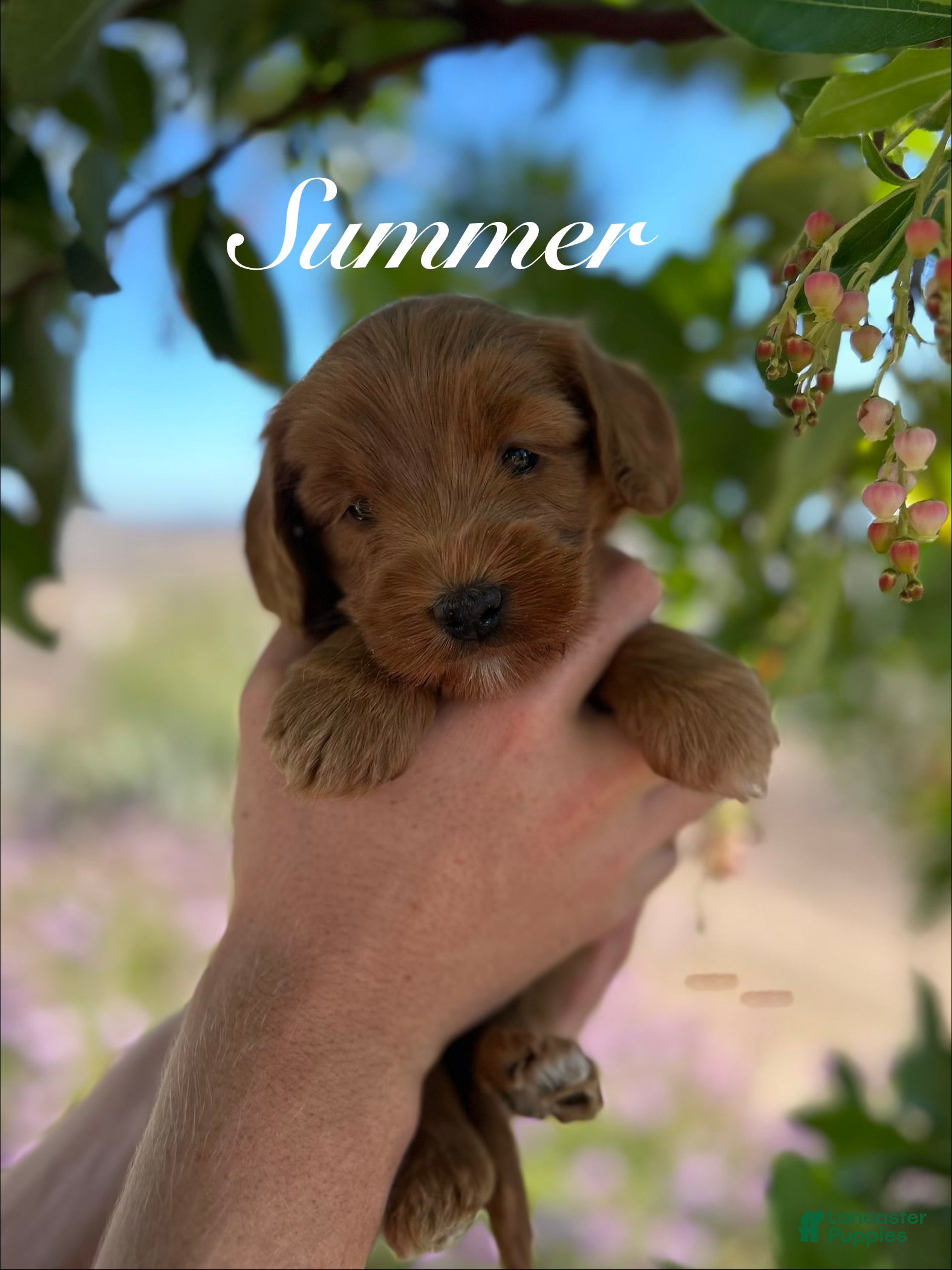 Australian Labradoodle dogs Summer - Ad 1