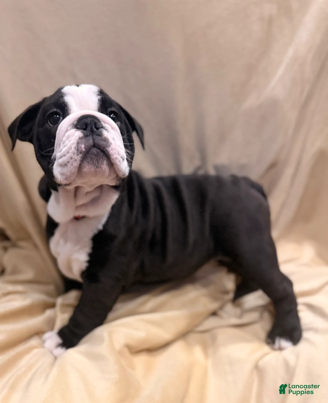 English Bulldog dogs for sale: Cindy Lou  - Ad 12