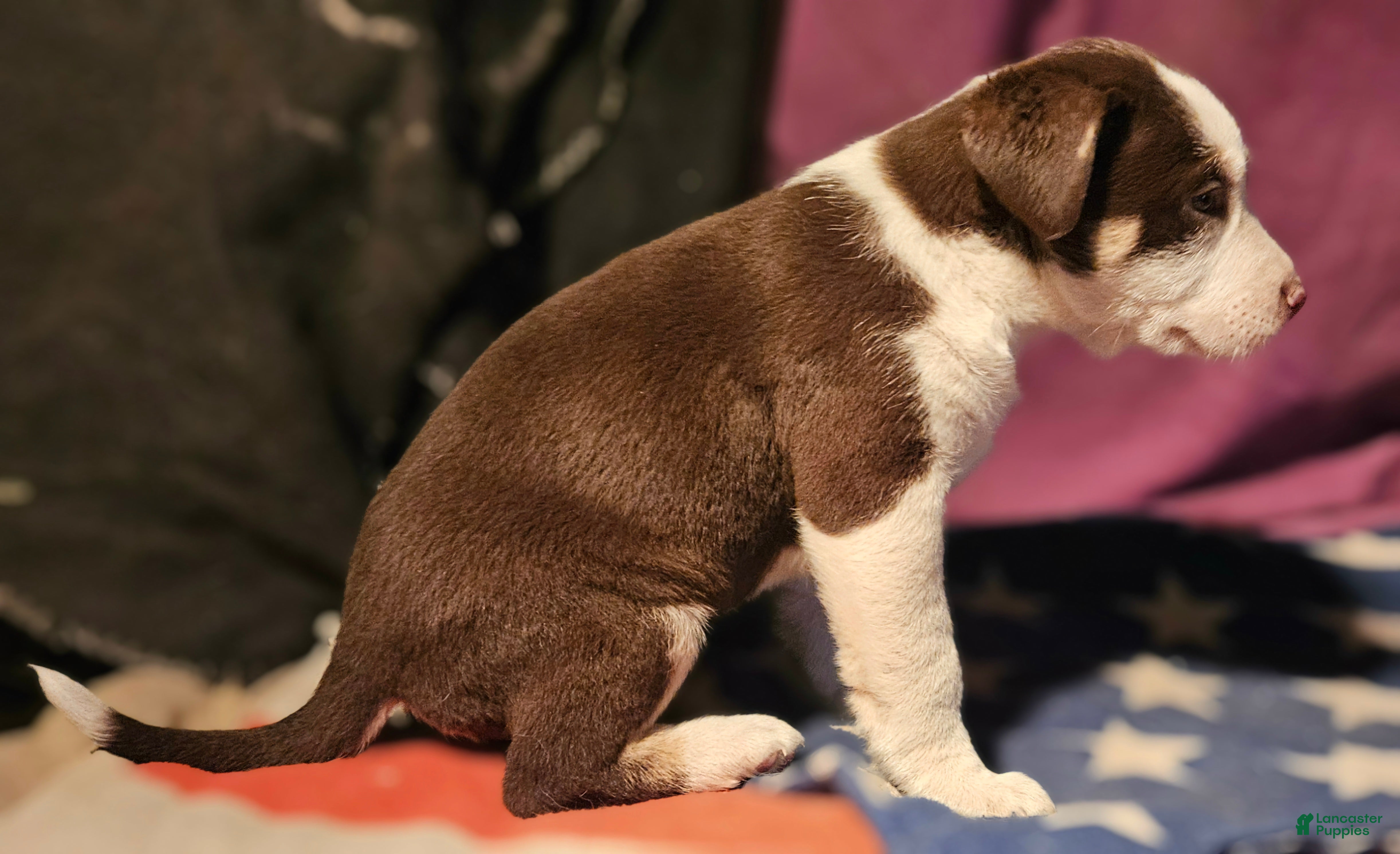 Border Collie dogs CeeCee (Blue Eyes) - Ad 14