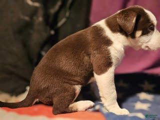 Border Collie dogs CeeCee (Blue Eyes) - Ad 14