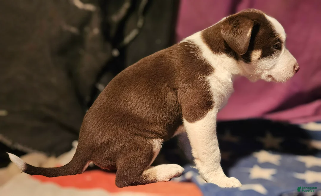 Border Collie dogs for sale: CeeCee (Blue Eyes) - Ad 1