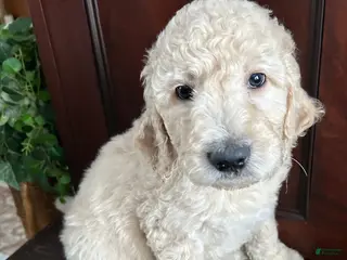 Goldendoodle dogs Molly - Ad 23