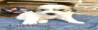 AKC Cheyenne