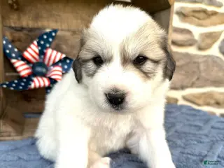 Great Pyrenees dogs for sale: AKC Cheyenne - Ad 2