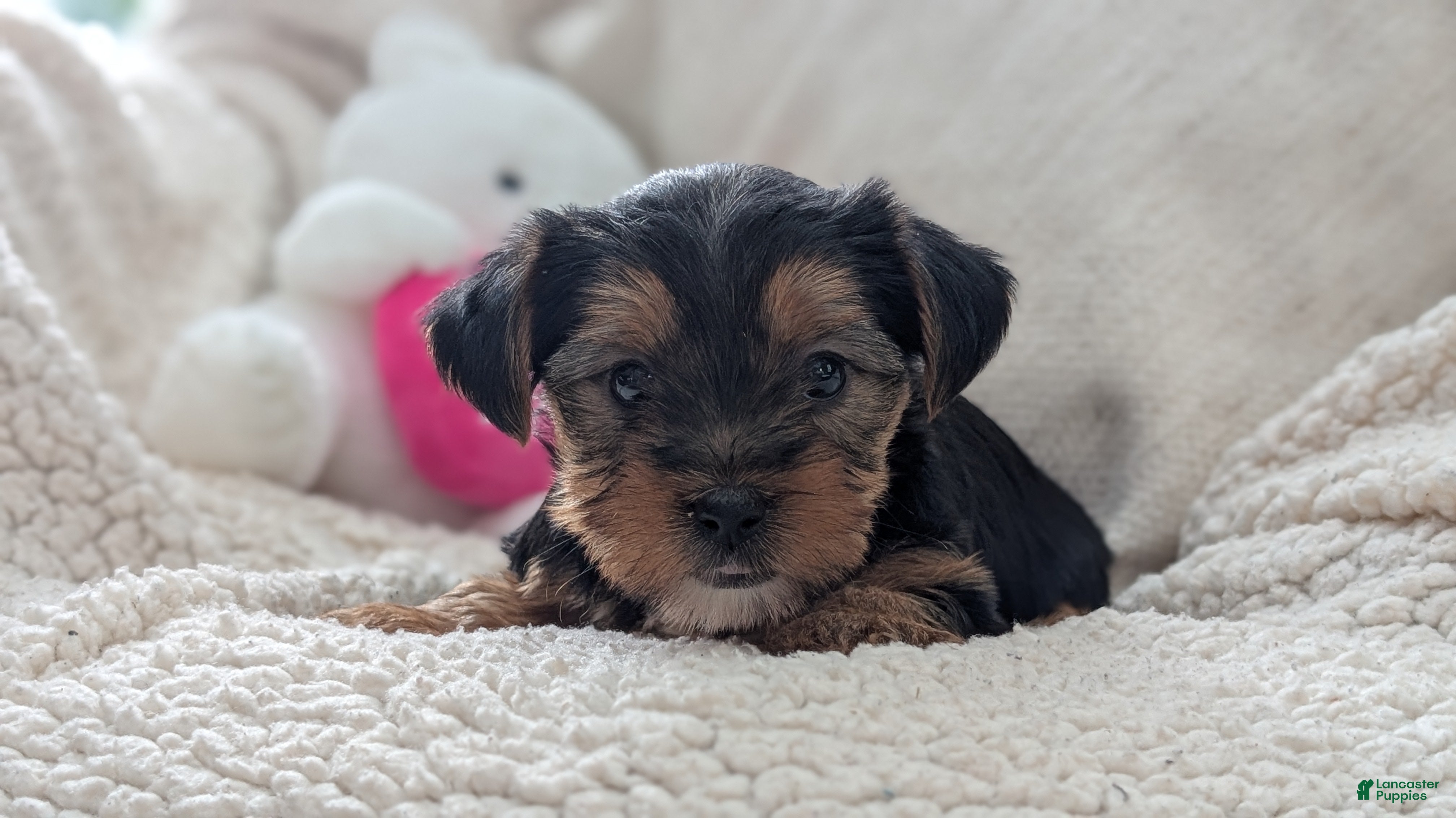 Yorkshire Terrier dogs Andor - Ad 2