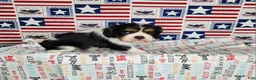 Cavalier King Charles Spaniel dogs for sale: Zoro - Ad 3