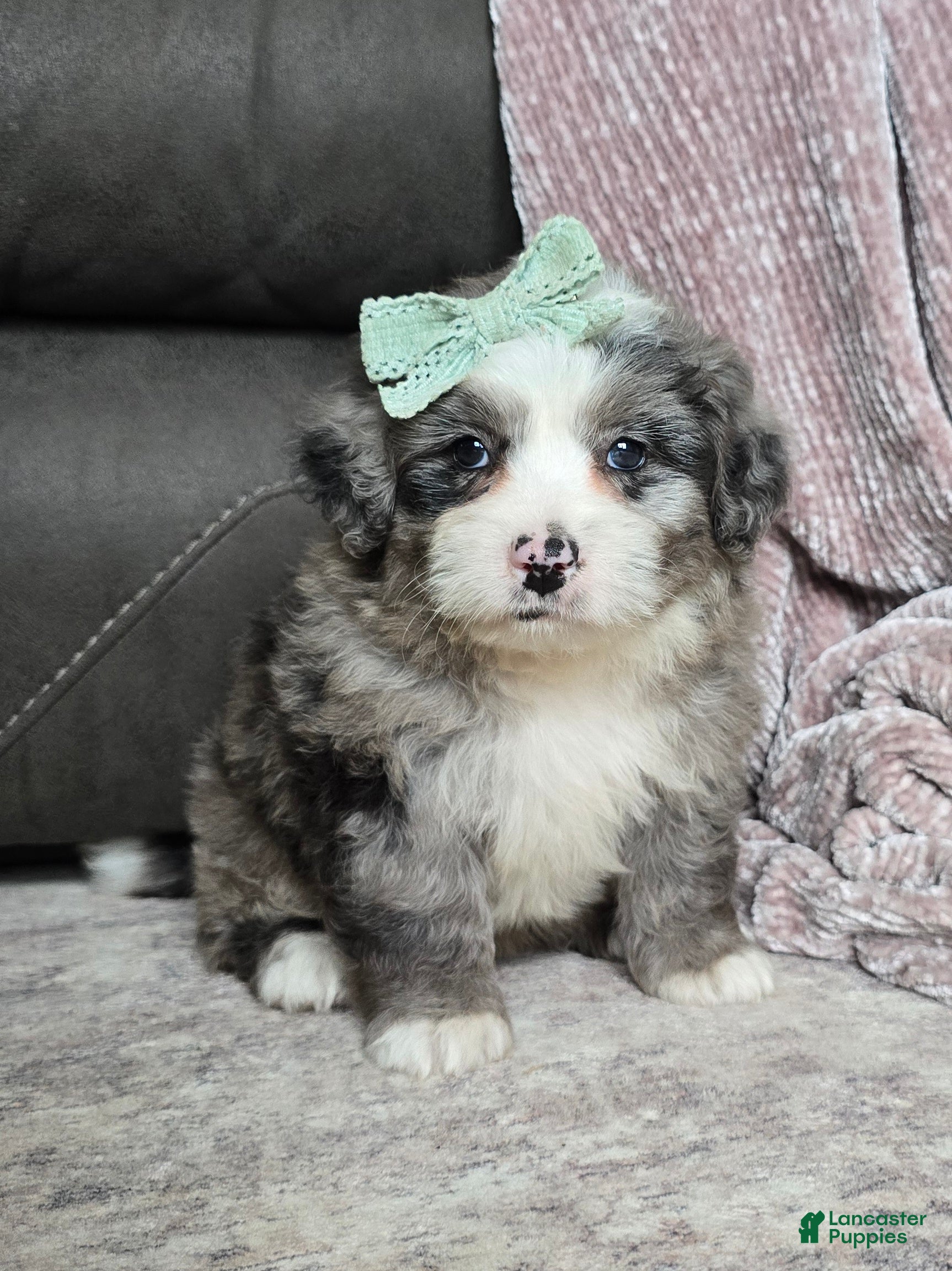 Mini Bernedoodle dogs Mini Wyatt  - Ad 2