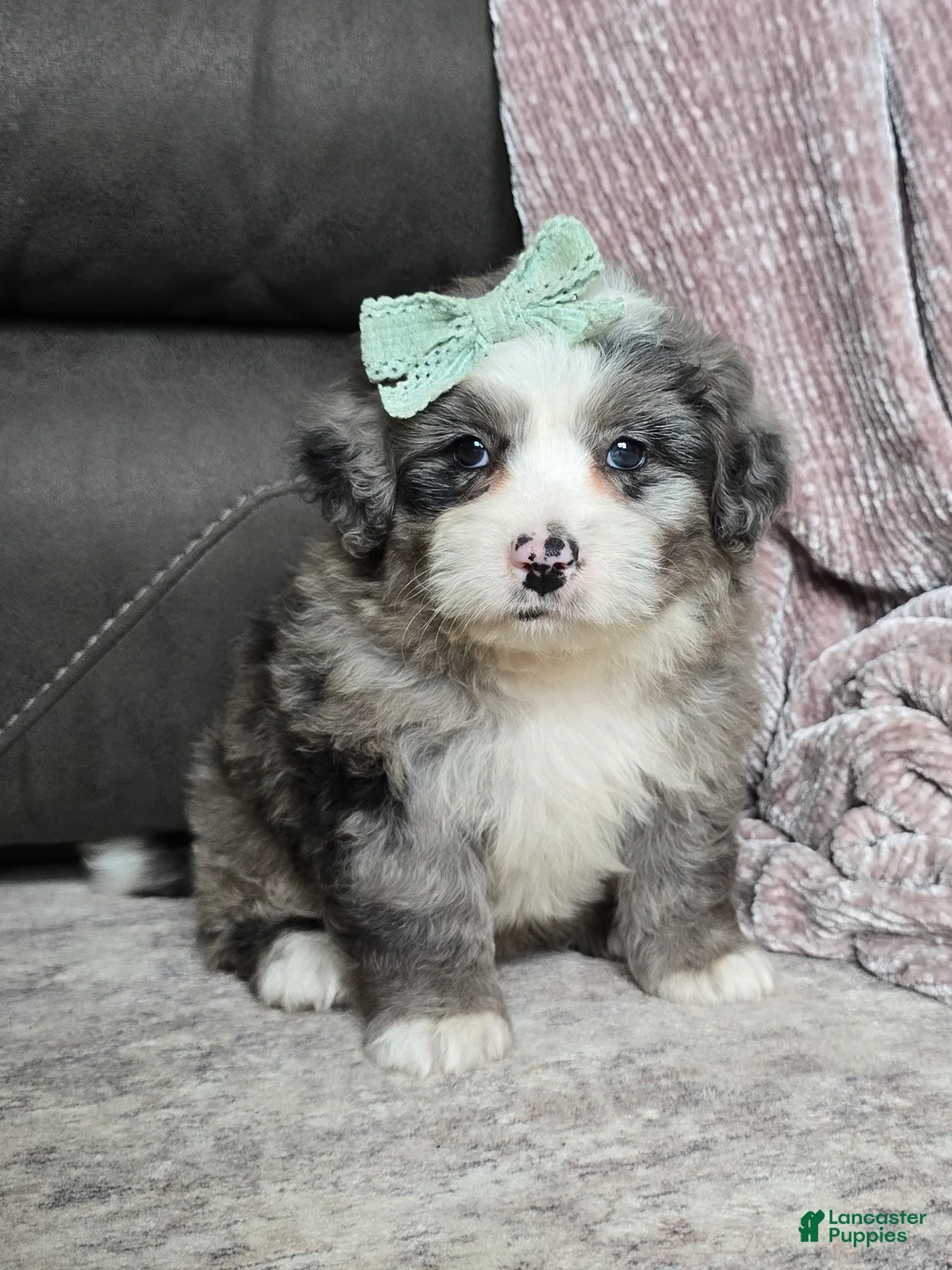 Mini Bernedoodle dogs for sale: Mini Wyatt  - Ad 2
