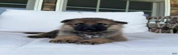 German Shepherd dogs for sale: Tori - Ad 5