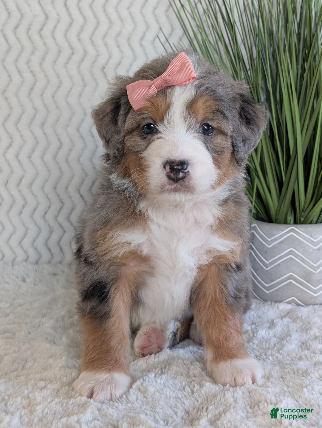Mini Bernedoodle dogs for sale: Mini Indy  - Ad 9