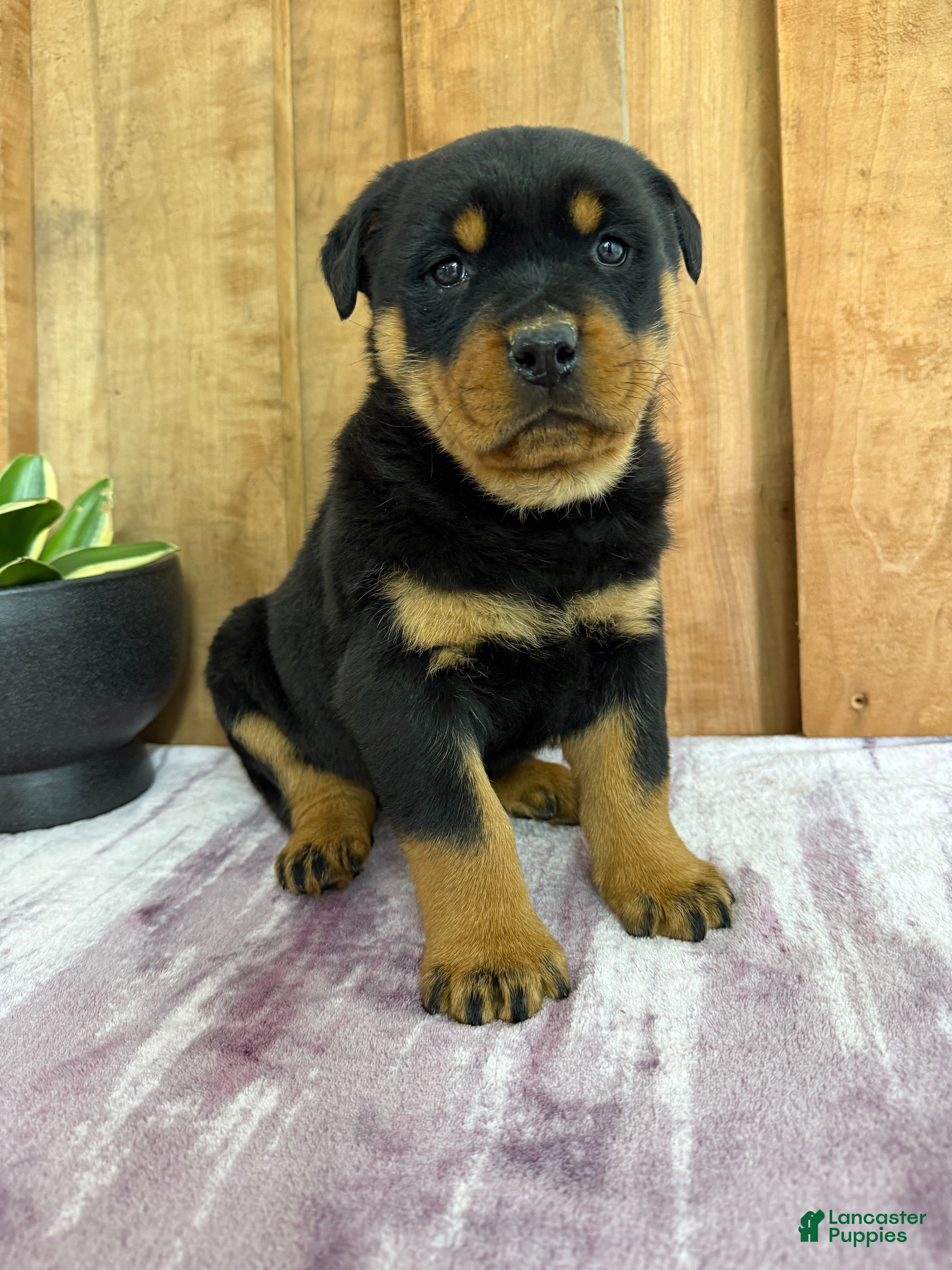 Rottweiler dogs Lucas - Ad 1