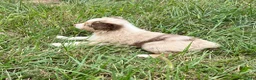 Australian Shepherd dogs for sale: Tyler - Ad 2