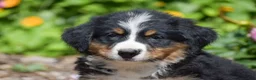 Bernese Mountain Dog dogs for sale: Beauty - Ad 3