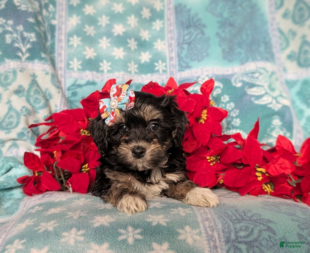 Havapoo dogs for sale: Cait Ready for Christmas!! - Ad 7