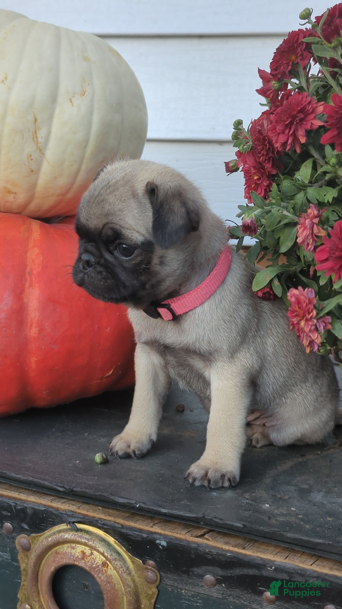 Pug