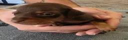 Miniature Pinscher dogs for sale: J-yellow - Ad 4