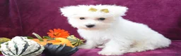 Maltese dogs for sale: Mason 🦴 - Ad 7