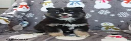 Pomsky dogs for sale: Bandit - Ad 3
