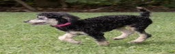 Miniature Poodle dogs for sale: Misty Miniature Poodle  - Ad 5