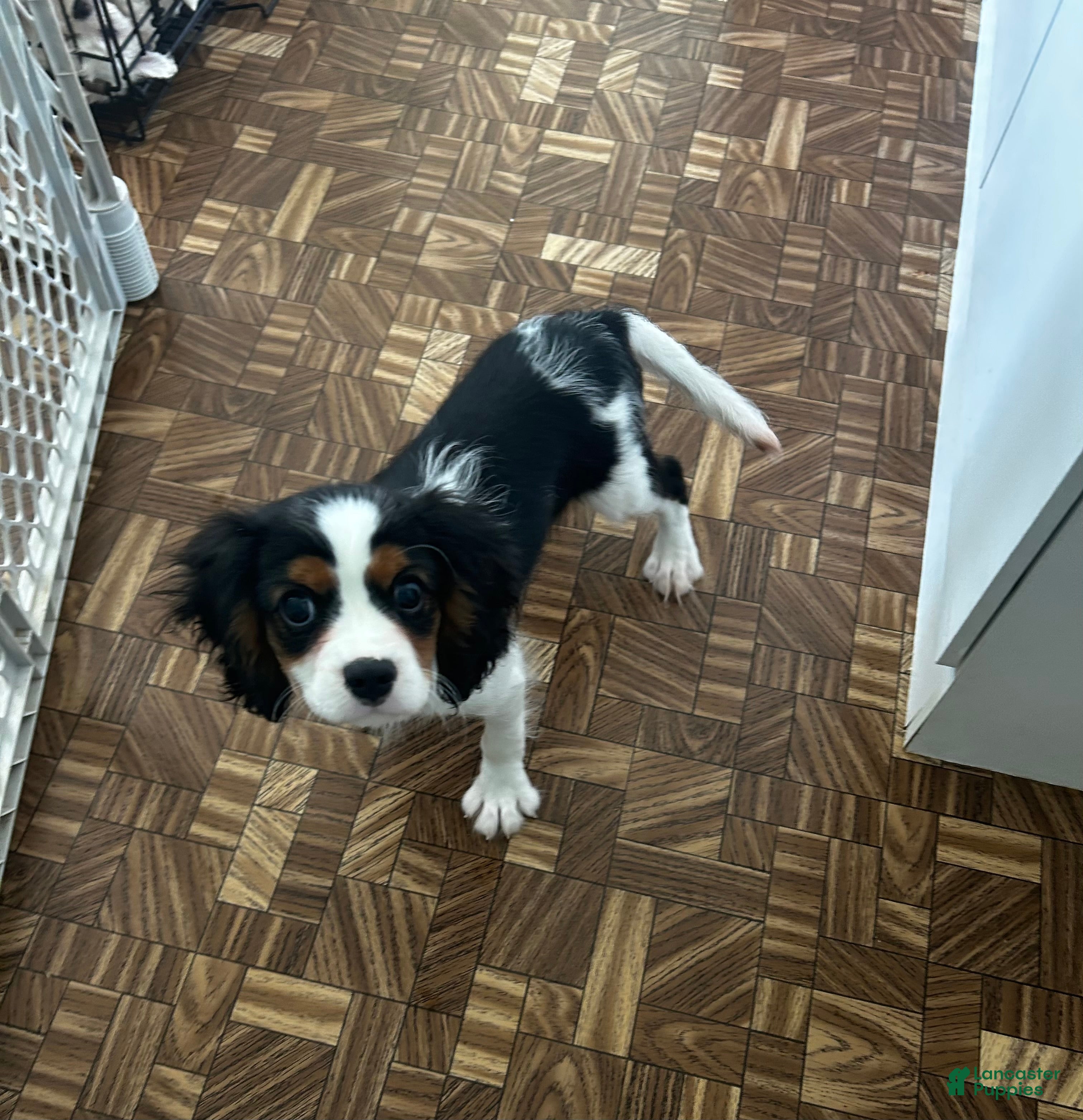 Cavalier King Charles Spaniel dogs Cavalier King Charles Spaniel Puppy 2 - Ad 6
