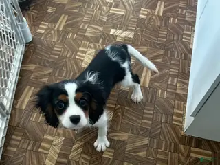 Cavalier King Charles Spaniel dogs Cavalier King Charles Spaniel Puppy 2 - Ad 6