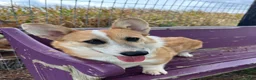 Welsh Corgi Pembroke dogs for sale: Johnny Welsh Corgi Pembroke Puppy leash and crate trained - Ad 5