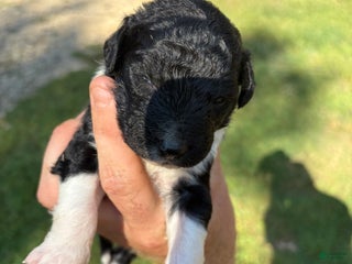 Mixed Breed dogs - Ad 12