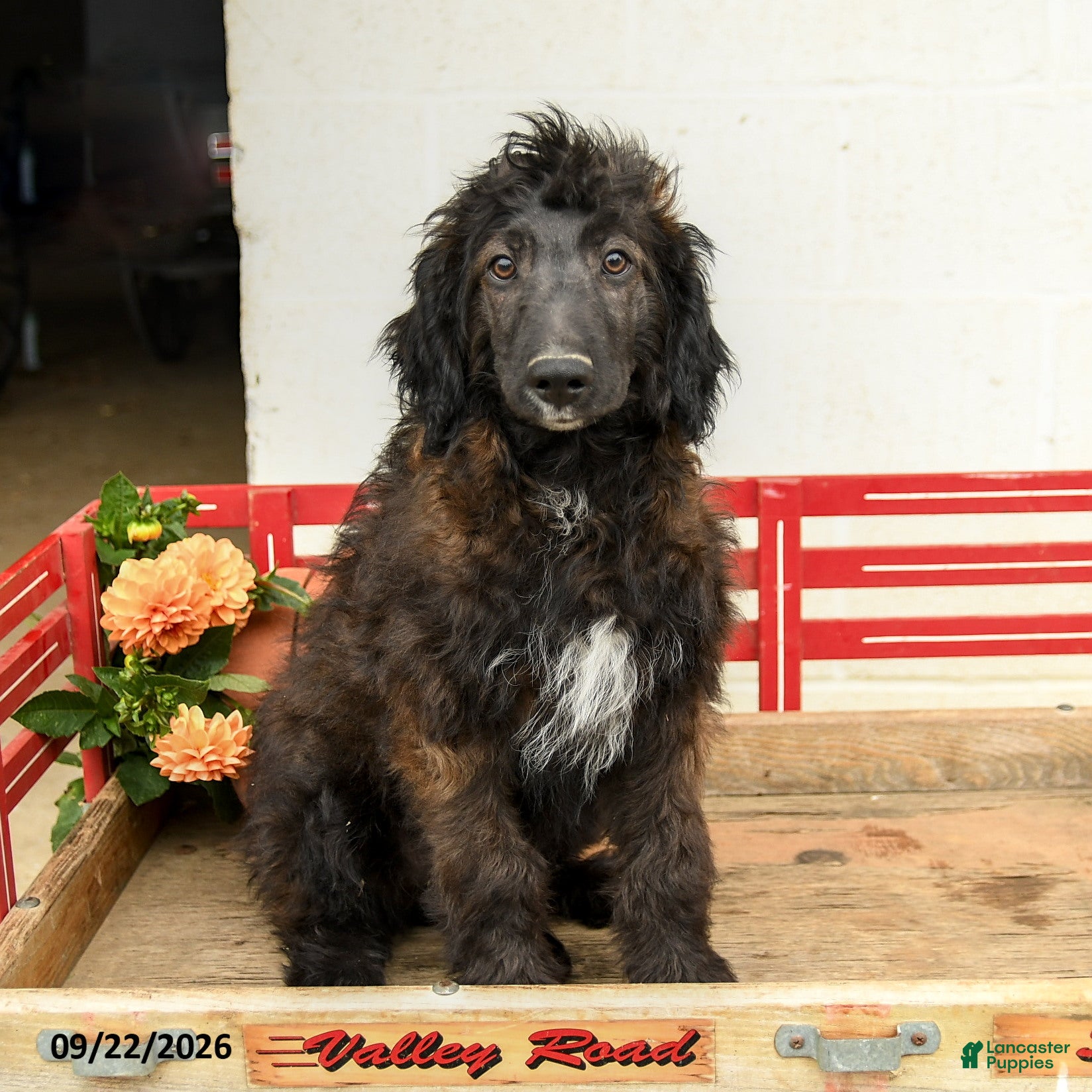 Mini Aussiedoodle dogs Amir - Ad 2