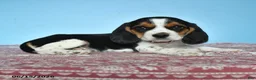 Beagle dogs for sale: Warren - Ad 3