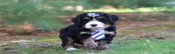 Mini Bernedoodle dogs for sale: Ramirez - Ad 6