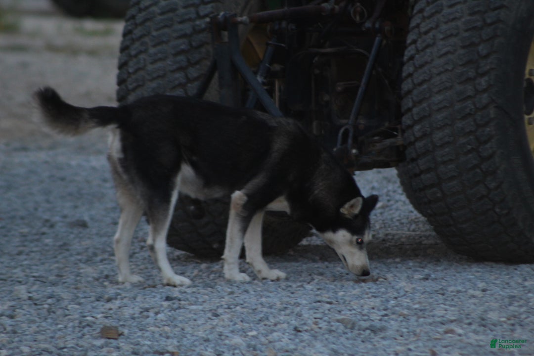 Siberian Husky dogs for sale: Siberian Husky Puppy 1 - Ad 6