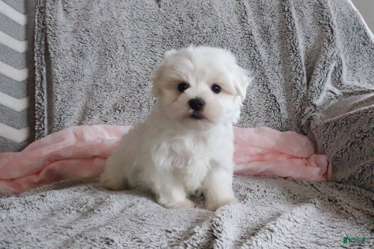 Maltese dogs Lisa - Ad 2