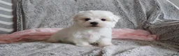 Maltese dogs for sale: Lisa - Ad 2
