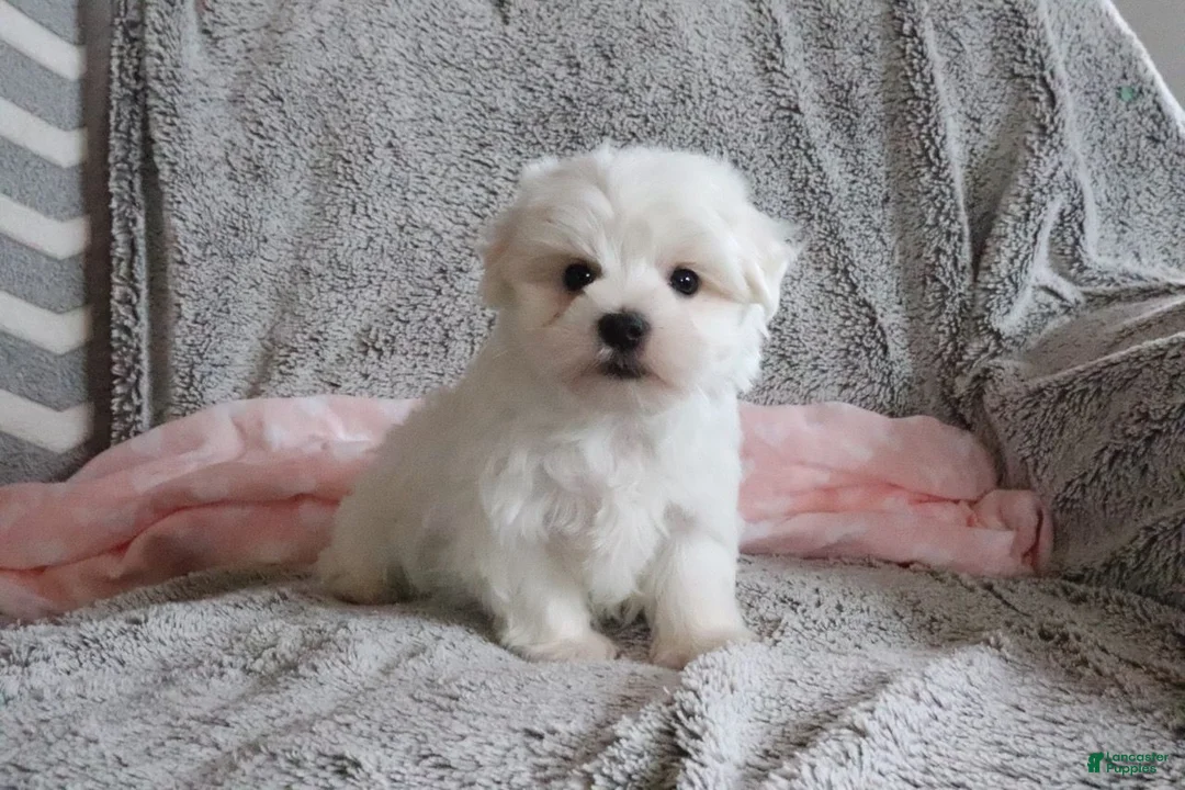Maltese dogs for sale: Lisa - Ad 2
