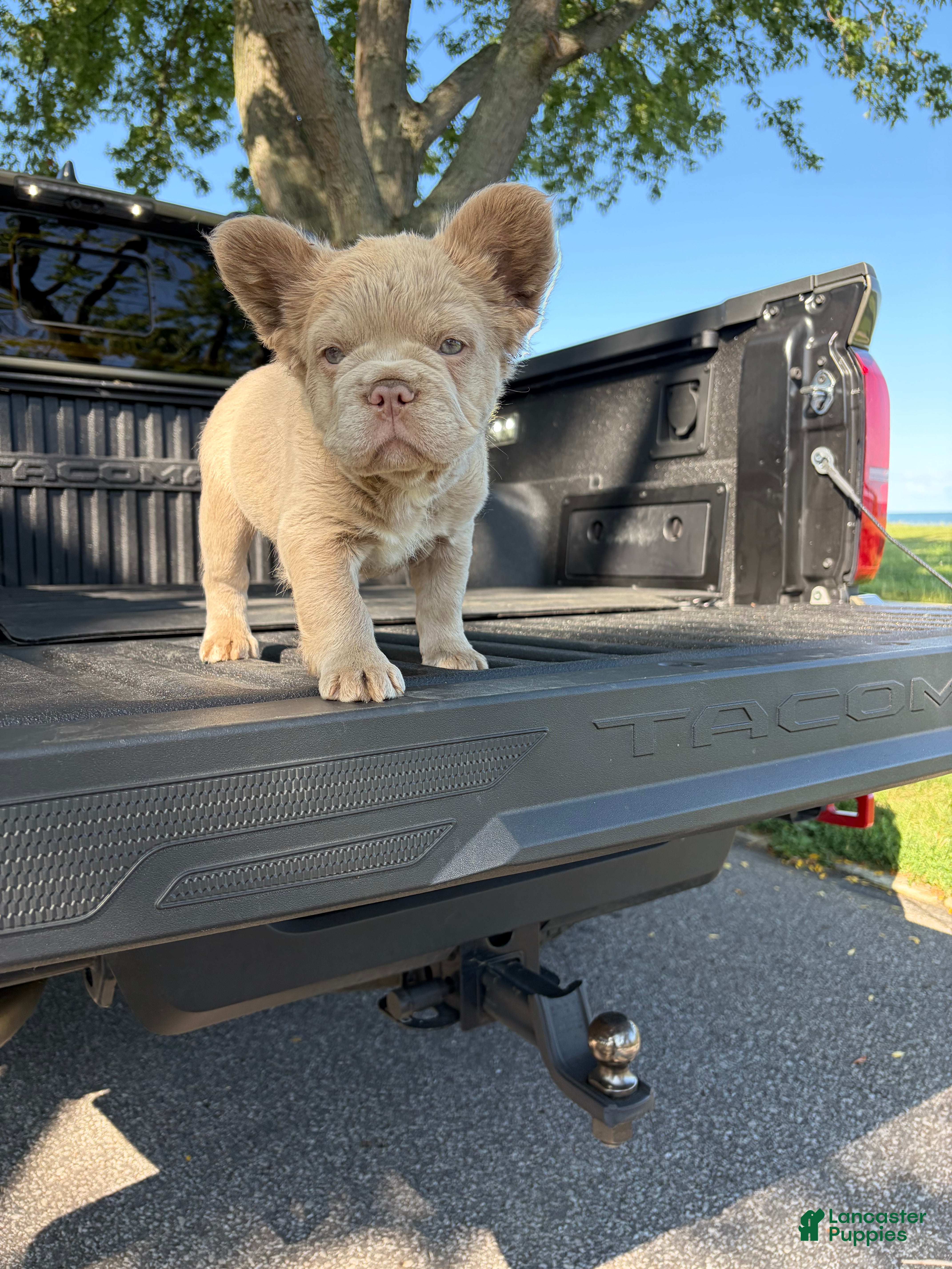 French Bulldog dogs French Bulldog 4 - Ad 1