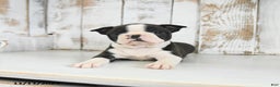 Boston Terrier dogs for sale: Willow - Ad 3