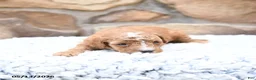Cavapoo dogs for sale: Flora   - Ad 10