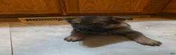 Golden Shepherd dogs for sale: German Shepherd Puppy 5 - Ad 5