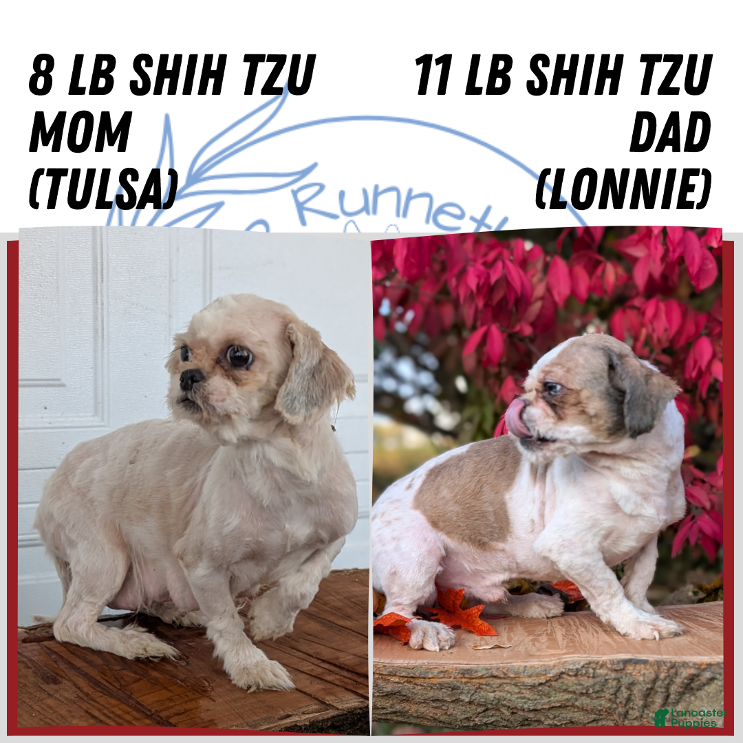Shih Tzu dogs for sale: Bandit - Ad 11